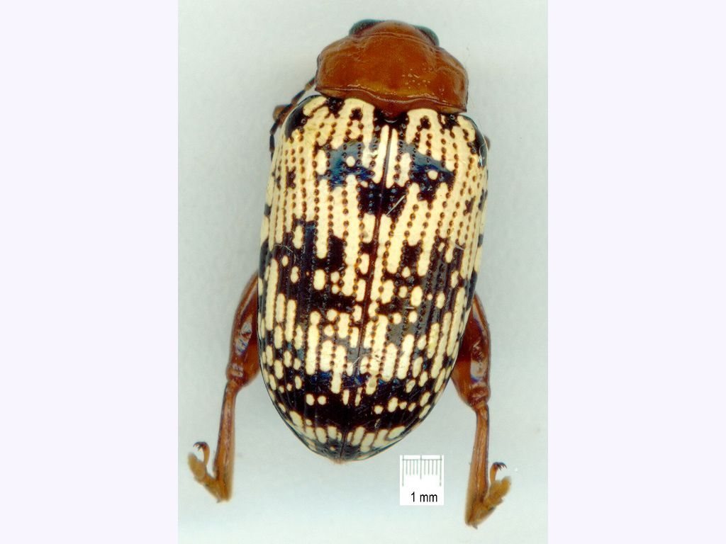 Asiophrida nigrovaria