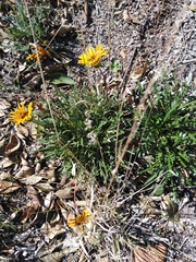 Gazania × splendens