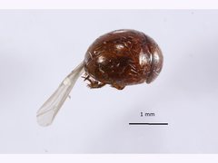 Leiodinae