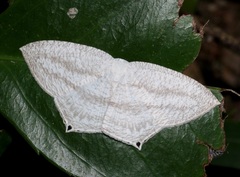 Acropteris ciniferaria