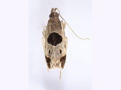 Helcystogramma hibisci