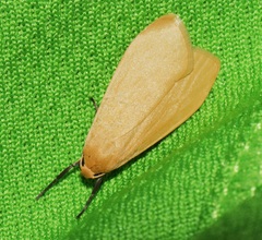 Manulea fuscodorsalis