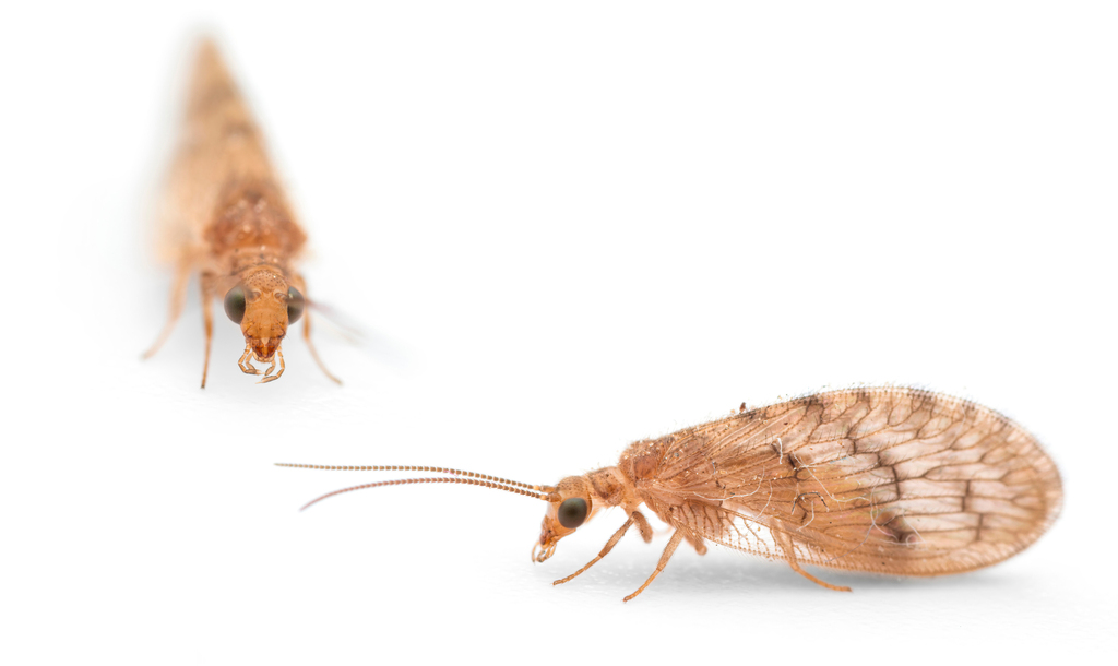 Sympherobius fallax