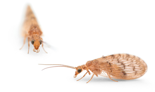 Sympherobius fallax