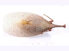 Rentinus dilatatus