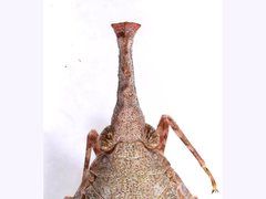 Rentinus dilatatus