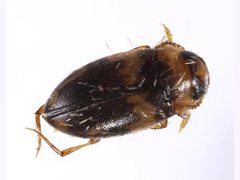 Hydroporinae