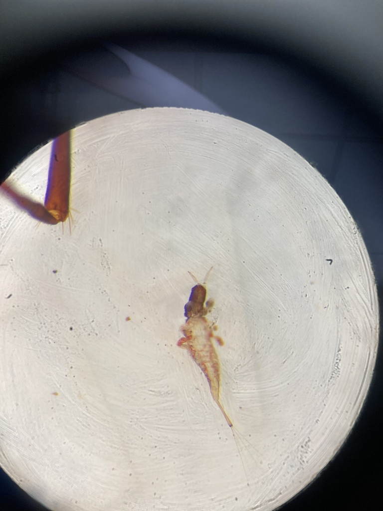 Stephanothrips occidentalis