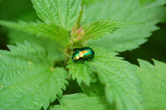 Oreina speciosissima fuscoaenea