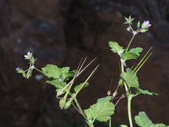Erodium