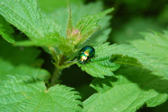 Oreina speciosissima fuscoaenea