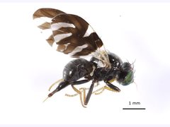 Sphaeniscus atilius