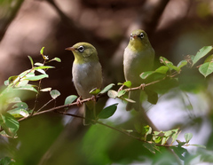 Abyssinian White-Eye photo 2