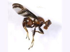 Loxoneuroides varipennis
