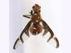 Loxoneuroides varipennis