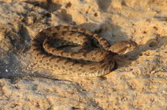 Khosatzki's Saw-Scaled Viper photo 3