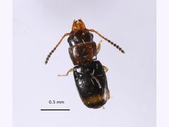 Laemophloeidae