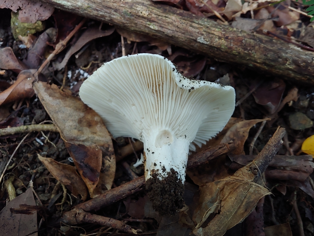 Russula aucarum