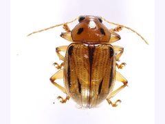 Rhyparida