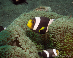 Amphiprion polymnus