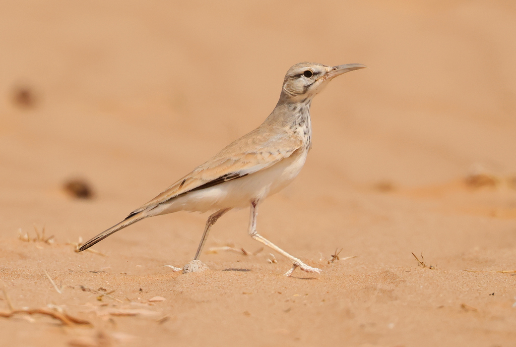 Greater Hoopoe-Lark photo