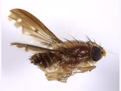 Australinina spatula