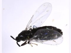 Swammerdamella
