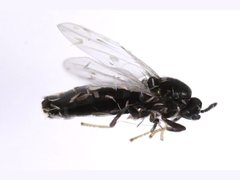 Swammerdamella