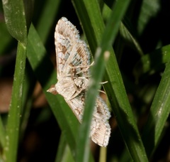 Sameodes cancellalis