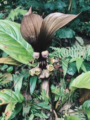 Tacca integrifolia