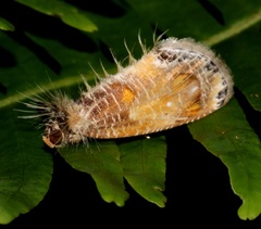 Pilipectus prunifera