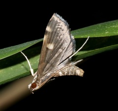 Luma sericea