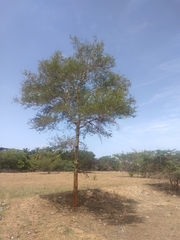 Vachellia leucophloea