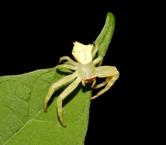 Thomisus okinawensis