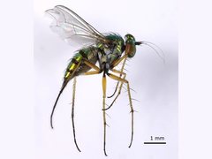 Chrysosoma leucopogon