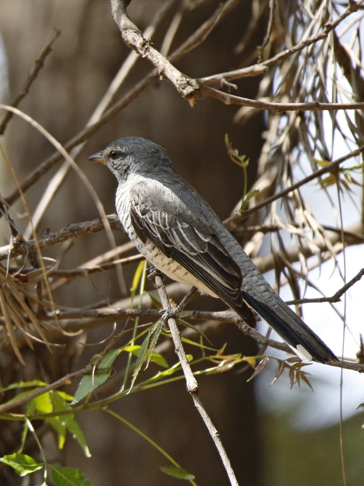 Black-headed Cuckooshrike