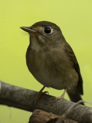 Muscicapa muttui