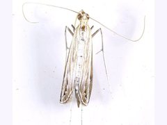 Euclasta gigantalis