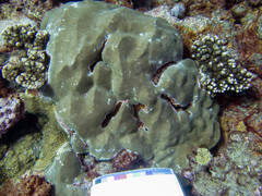 Porites lobata