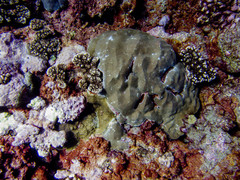 Porites lobata