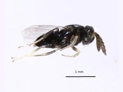 Coccophaginae