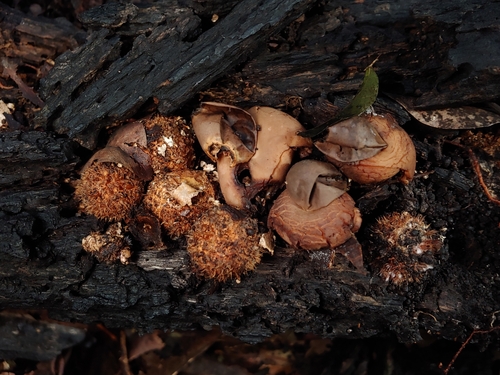 Geastrum albonigrum
