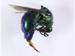 Stilbum