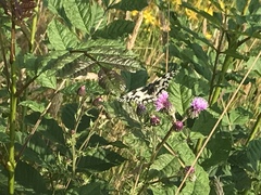 Melanargia galathea