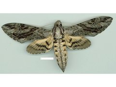 Agrius godarti