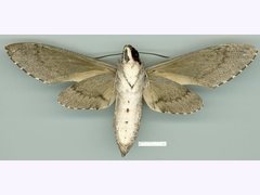 Agrius godarti