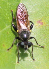 Laphriinae
