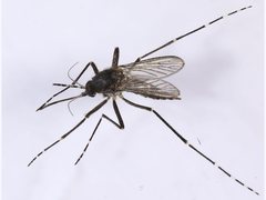 Aedes vigilax