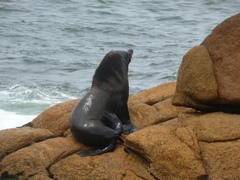 Arctocephalus australis