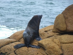 Arctocephalus australis